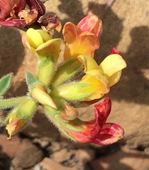 Acmispon grandiflorus grandiflorus
