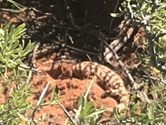 Heloderma suspectum cinctum