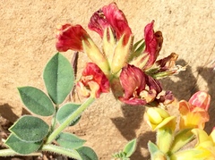 Acmispon grandiflorus grandiflorus
