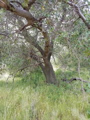 Quercus wislizeni wislizeni