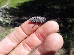 Dicerca crassicollis