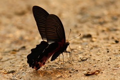 Papilio alcmenor