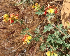 Acmispon grandiflorus grandiflorus