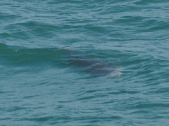 Carcharodon carcharias