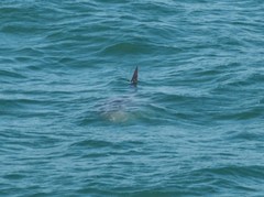 Carcharodon carcharias