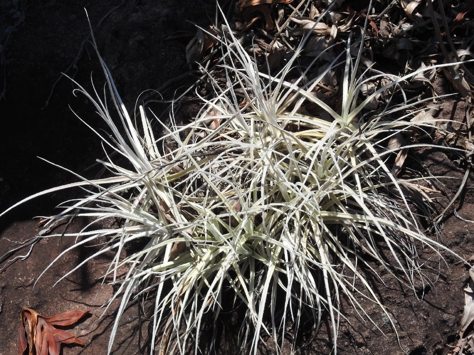 Tillandsia streptocarpa