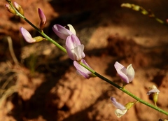 Astragalus wingatanus