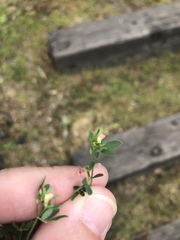 Acmispon parviflorus