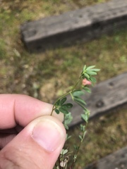 Acmispon parviflorus