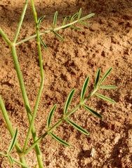 Astragalus wingatanus