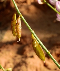 Astragalus wingatanus