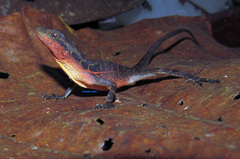 Anolis macrolepis