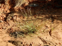 Astragalus wingatanus