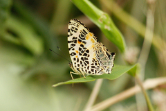 Symbrenthia hypselis