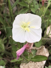 Oenothera kunthiana
