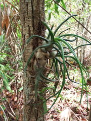 Tillandsia bulbosa