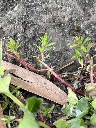 Crassula granvikii