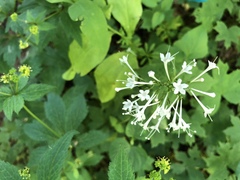 Valeriana pauciflora