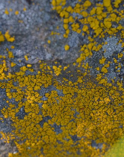 iNaturalist observation photo of Common Lichens
