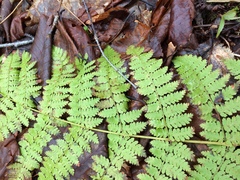 Dryopteris intermedia