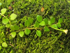 Epilobium nerteroides
