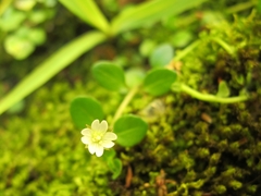Epilobium nerteroides