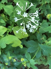 Valeriana pauciflora