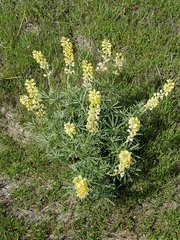 Lupinus sulphureus