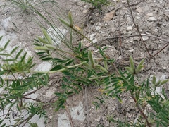 Astragalus cornutus