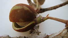 Eriotheca obcordata