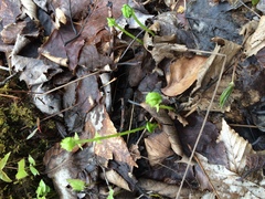Gymnocarpium dryopteris