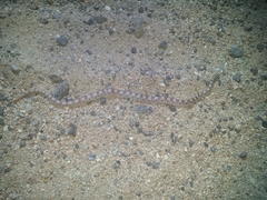 Phyllorhynchus decurtatus