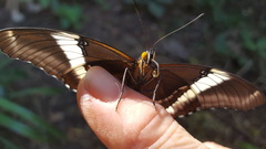 Siproeta epaphus trayja