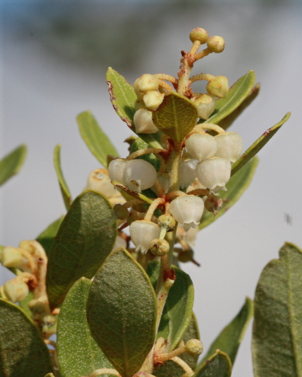 Lyonia fruticosa