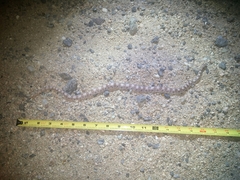 Phyllorhynchus decurtatus