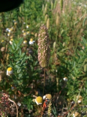 Phleum arenarium