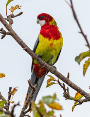 Platycercus eximius eximius