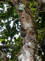 Cebuella pygmaea