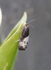 Notocelia cynosbatella