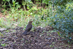Turdus merula