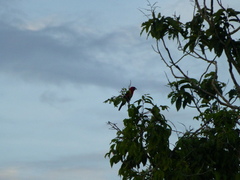 Ramphocelus nigrogularis