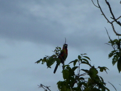 Ramphocelus nigrogularis