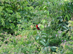 Ramphocelus nigrogularis