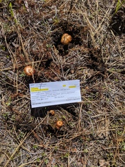 Pholiota highlandensis