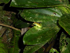 Boana cinerascens