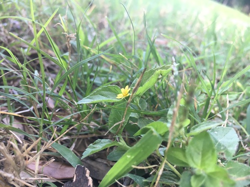 Calyptocarpus vialis image