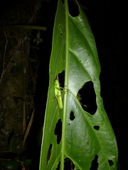 Melanophoxus brunneri