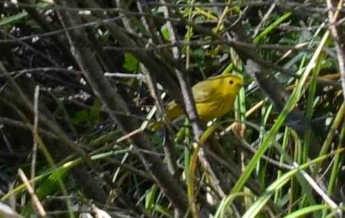 iNaturalist observation photo of Northern Yellow Warbler