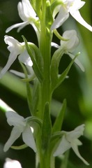 Platanthera dilatata leucostachys