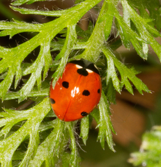Coccinella septempunctata